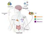 A Translational Approach to the Mind-Brain-Body Connection